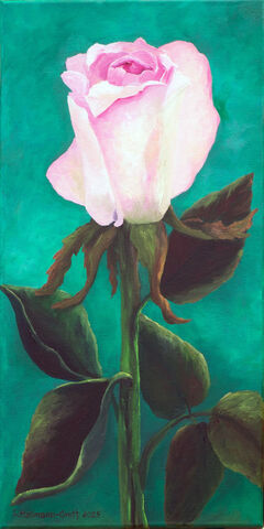 2025 Eine Rose ist eine Rose web